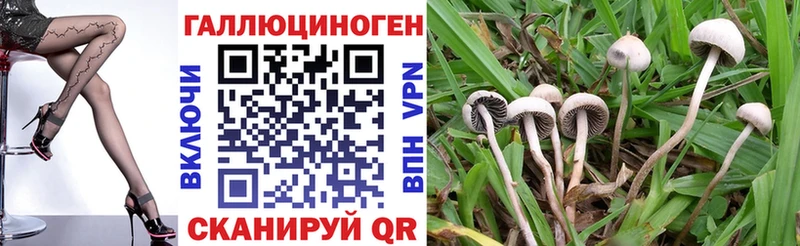 Галлюциногенные грибы Magic Shrooms  сколько стоит  Курчалой 